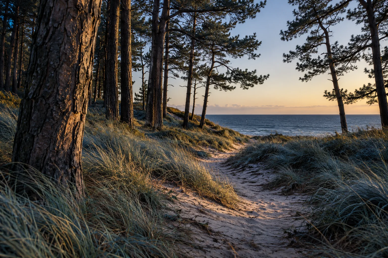 A quiet path through coastal pines opening toward the sea